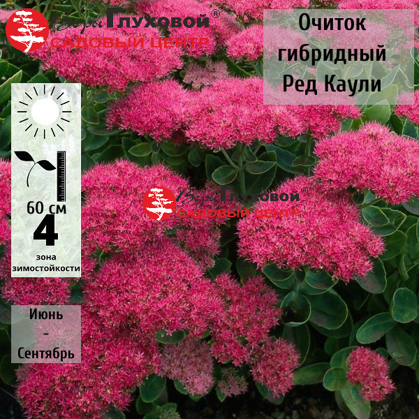 Очиток гибридный  Ред Каули