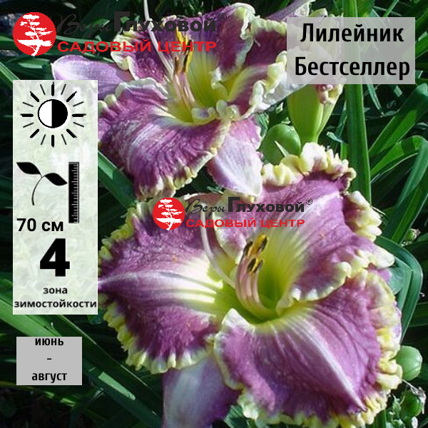 Лилейник  Бестселлер