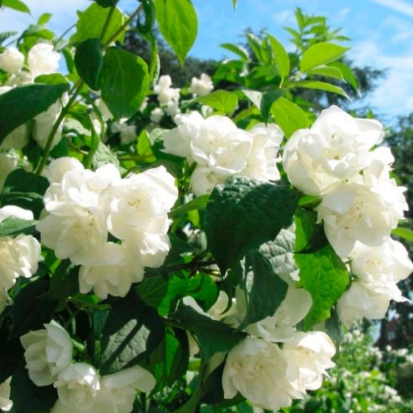 Чубушник гибридный Даме Бланш 