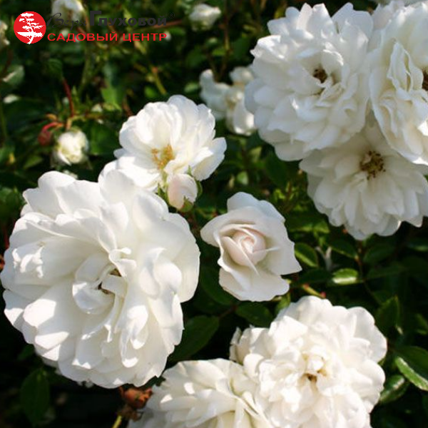 Роза полиантовая Swany