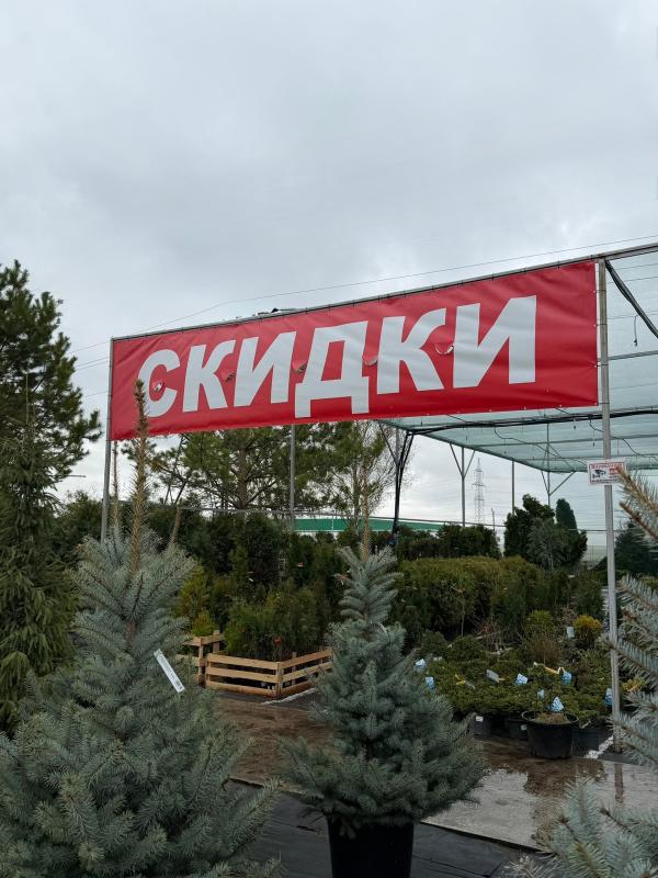 АКЦИЯ НА ТУИ БРАБАНТ!