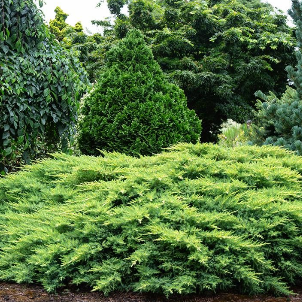 Можжевельник китайский Дабс Фростед