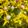 Пузыреплодник калинолистный (Physocarpus opulifolius) Меджикал Распберри Лемонад С3 СП/25