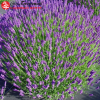 Ирис мечевидный (Iris ensata) Шугар Доме С3 ГлХ/23