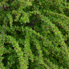 Барбарис Тунберга (Berberis thunbergii) Грин Берд С3 СП/24