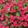 Вейгела цветущая (Weigela florida) Олл Саммер Ред С3 СП/25