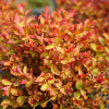 Спирея японская (Spiraea japonica) Мерло Стар С3 СП/25