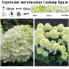 Гортензия метельчатая (Hydrangea paniculata) Саммер Бризе  С3 СП/26
