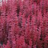 Барбарис Тунберга (Berberis thunbergii) Ред Рокет С3 СП/24