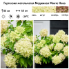 Гортензия метельчатая (Hydrangea paniculata) Меджикал Монте Нова С5 НАп/26