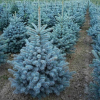 Ель колючая (Picea pungens) Супер Блю Сидлинг    С3 СП/24