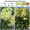 Гортензия метельчатая (Hydrangea paniculata) Металлика С3 РАст/25